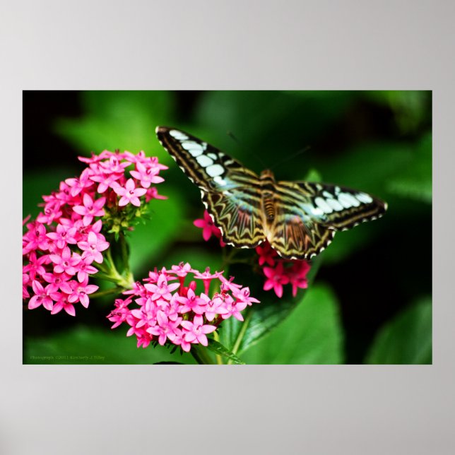 Clipper on Pentas 1 Print (Front)