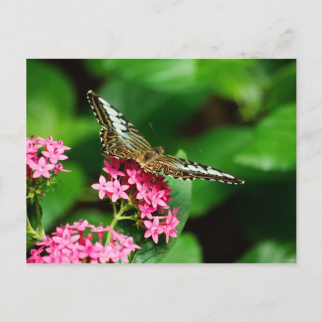 Clipper on Pentas 2 Postcard (Front)
