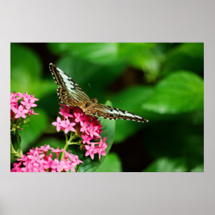 Clipper on Pentas 2 Print