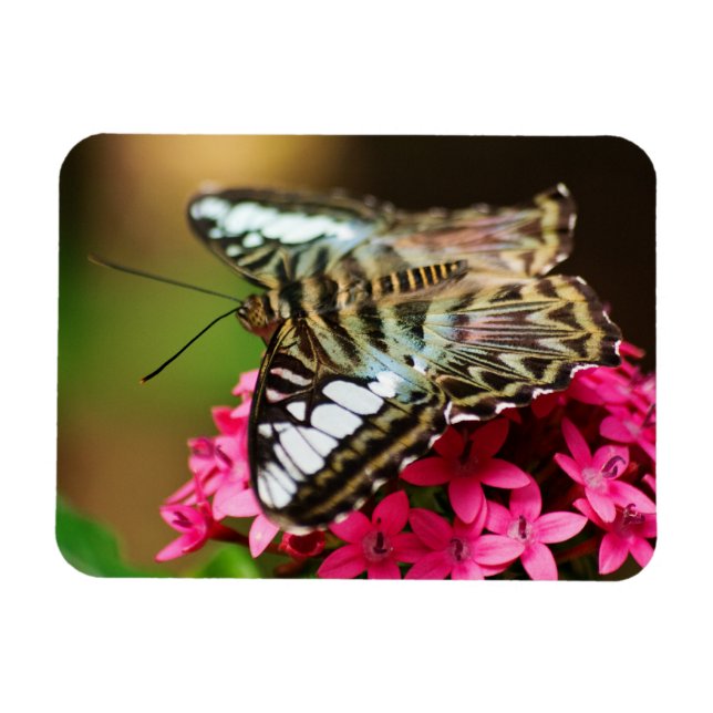 Clipper on Pentas 3 Premium Magnet (Horizontal)