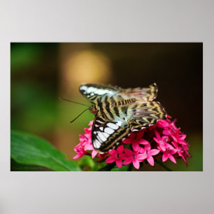 Clipper on Pentas 3 Print