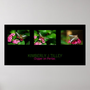 Clipper on Pentas Landscape Print