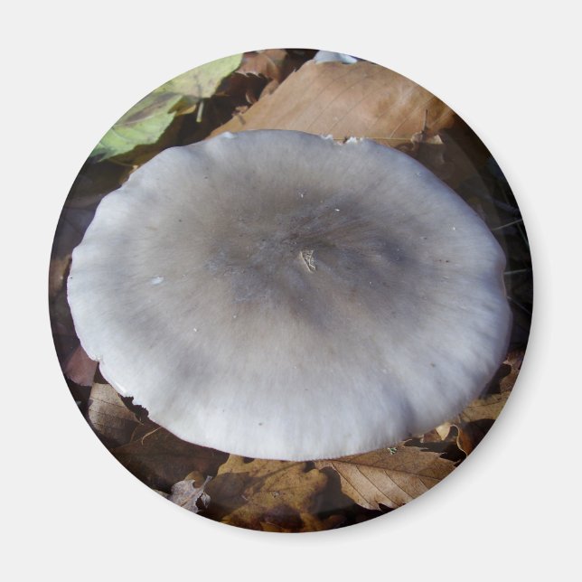 Clitocybe nebularis Mushroom Magnet (Front)