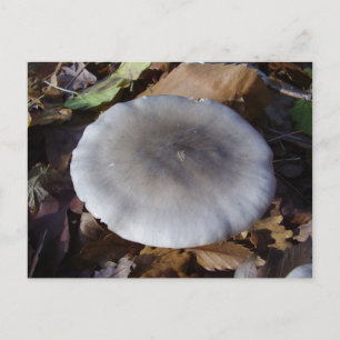 Clitocybe nebularis Mushroom Postcard