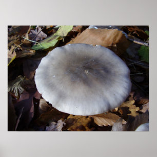 Clitocybe nebularis Mushroom Poster