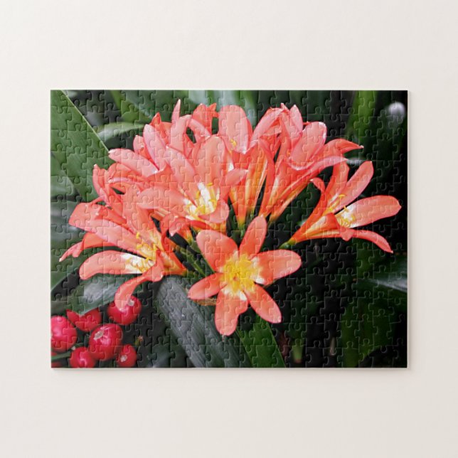 Clivia flowers in bloom jigsaw puzzle (Horizontal)
