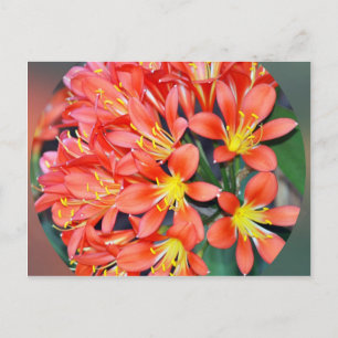 Clivia In Full Bloom Postcard