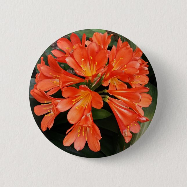 Clivia Miniata - The Orange Beautiful Flower 2 Inch Round Button (Front)