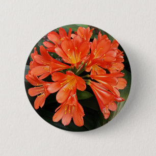 Clivia Miniata - The Orange Beautiful Flower 2 Inch Round Button