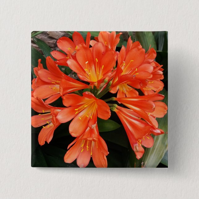 Clivia Miniata - The Orange Beautiful Flower 2 Inch Square Button (Front)