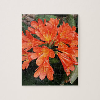 Clivia Miniata - The Orange Beautiful Flower Jigsaw Puzzle