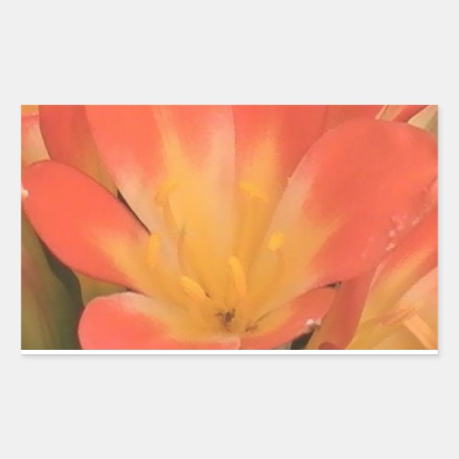 Clivias plant sticker (Front)