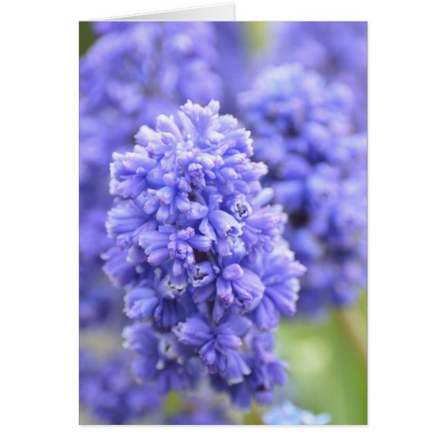 Cloches bleues (Devant)