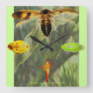"Clock Roach" Roach enthusiasts will love this!! Square Wall Clock