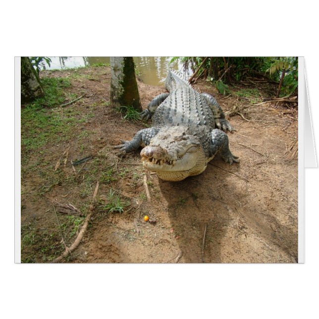 Close Call (Front Horizontal)