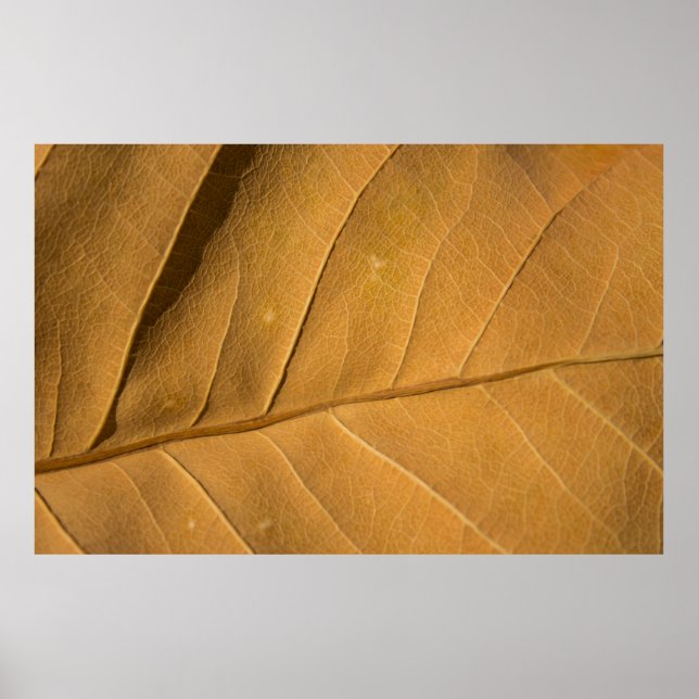 Close-up abstract dry leaf texture backgroundabstr poster (Front)