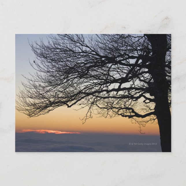 Close-up at sunset, silhouette postcard (Front)