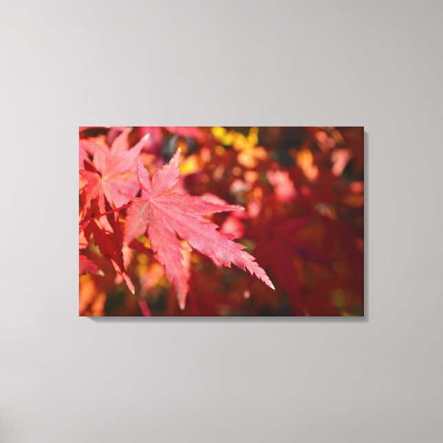 Close up Autumn Fall Red Orange Maple Leaf Photo Canvas Print (Front)
