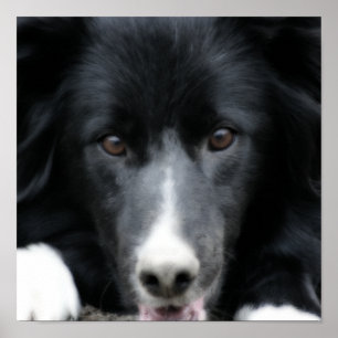 Close Up Black Border Collie Dog Poster