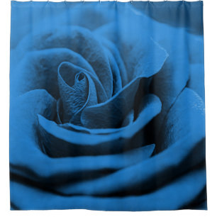 Close-up blue red rose, macro beauty.