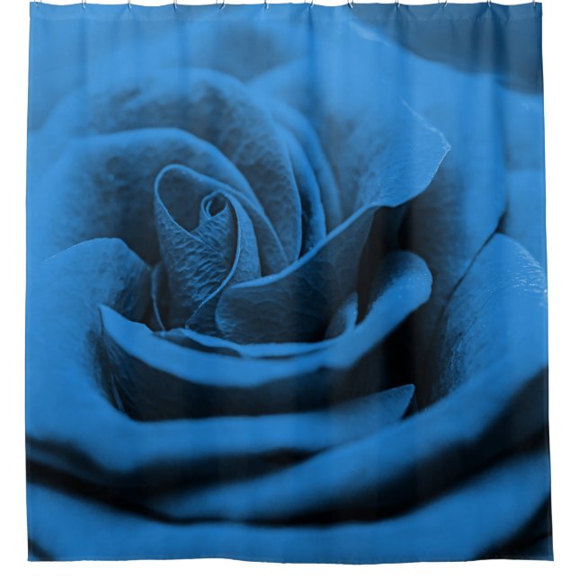 Close-up blue red rose, macro beauty. (Front)