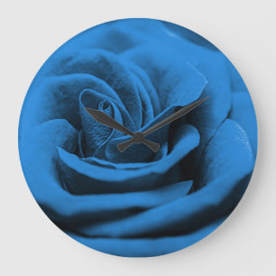 Close-up blue red rose, macro beauty. large clock