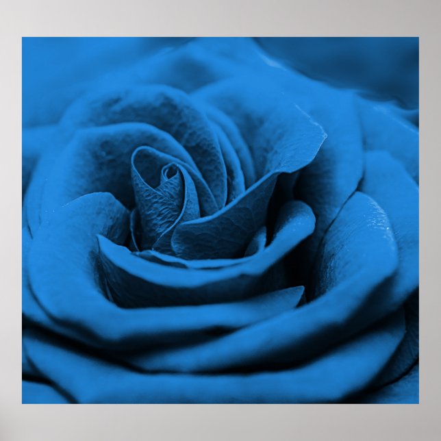 Close-up blue red rose, macro beauty. poster (Front)