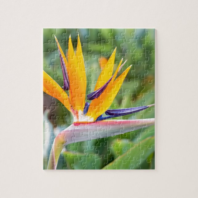 Close up Crane flower or Strelitzia reginaei Jigsaw Puzzle (Vertical)