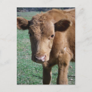 Close-up Cute Calf Postcard