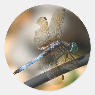 Close up Dragonfly Classic Round Sticker