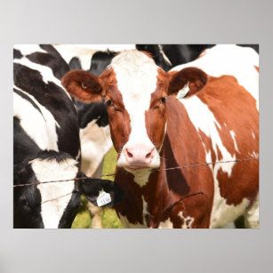 Close-up Face of Red, White Holstein Dairy Cow Poster