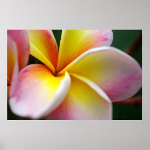 Close up Frangipani Poster