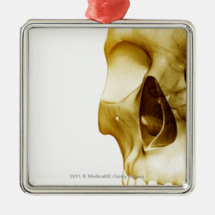 Close up frontal view of the brain inside a skull metal ornament