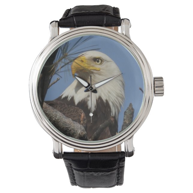 Close Up Head Shot of Bald Eagle Watch (Front)