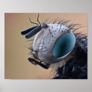 Close-up Insect Bug Head Poster