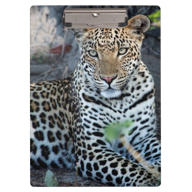 Close up leopard portrait sitting clipboard (Front)