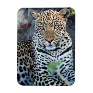 Close up leopard portrait sitting magnet