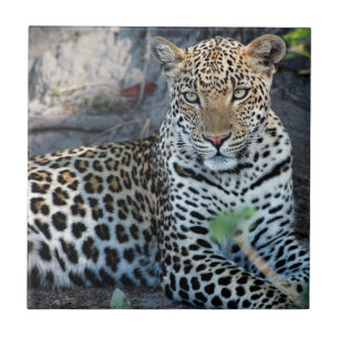 Close up leopard portrait sitting tile