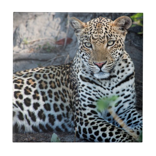 Close up leopard portrait sitting tile (Front)