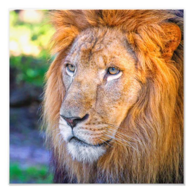 Close up Lion Photo Print (Front)