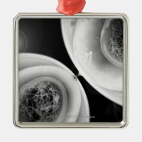 Close up look at cell division