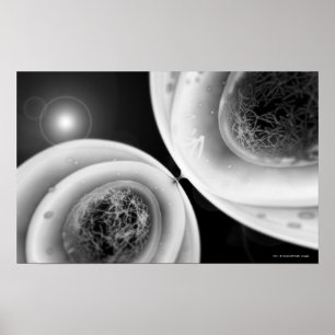 Close up look at cell division poster