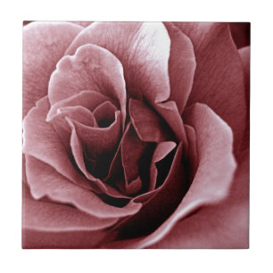 Close Up Monochrome Rose Flower Tile