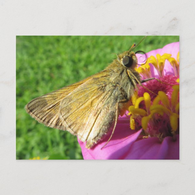 Close Up Moth On Flower Postcard (Front)