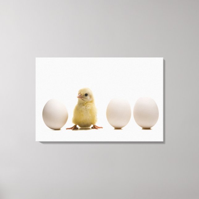 Close-up of a baby chick with three eggs canvas print (Front)