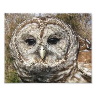 Close up of a Barred Owl Photo Print