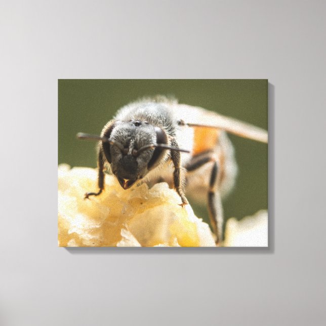 Close-Up of a Bee in a Beehive Canvas Print (Front)