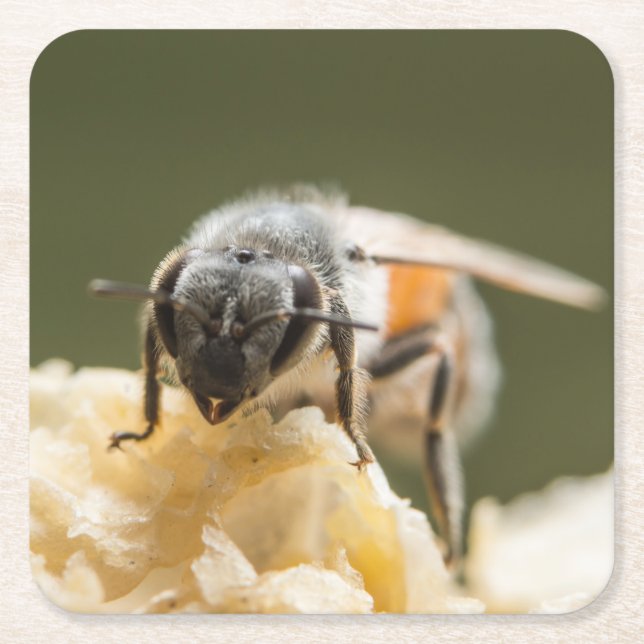 Close-Up of a Bee in a Beehive Square Paper Coaster (Front)