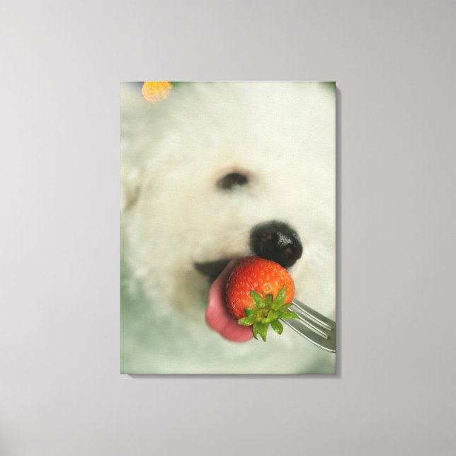 Close-up of a Bichon Frise eating a strawberry Canvas Print (Front)