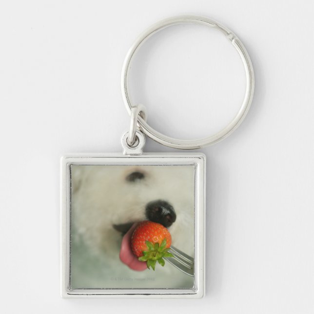 Close-up of a Bichon Frise eating a strawberry Keychain (Front)